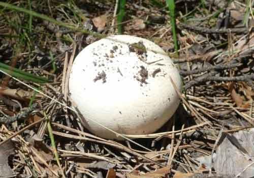 Можно ли есть дождевики грибы. Разнообразие видов 04