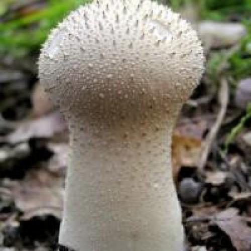 Дождевик шиповатый