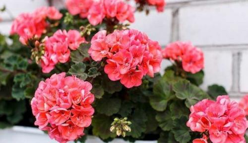 Борная кислота для герани. 