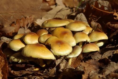 Опята в Крыму. Самые ядовитые грибы Крыма и Севастополя