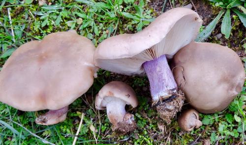 Гриб пластинчатый с коричневой шляпкой и коричневой ножкой. Пластинчатые грибы с пластинками белого и серого цвета