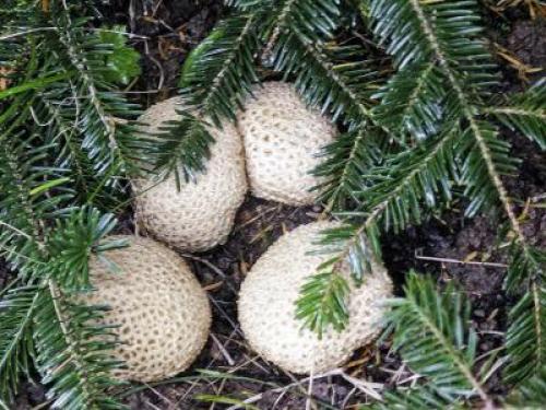 Съедобны ли дождевики грибы. Дождевик съедобный (Lycoperdon perlatum). 10
