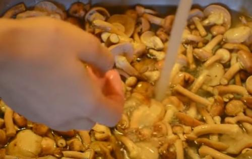 Как мариновать опята. Опята маринованные на зиму: вкусные рецепты быстрого приготовления в домашних условиях