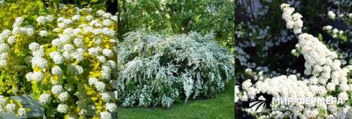 Обрезка спиреи вангутта. Спирея Вангутта: фото и описание