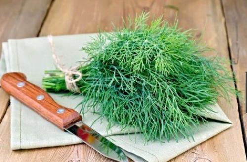Как сохранить петрушку на долгое время. Чтобы зелень была свежей