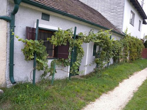 Уход за виноградом в октябре в средней полосе. Что нужно сделать с виноградом осенью?