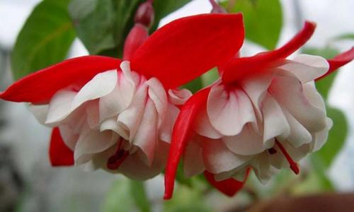 Фуксия зимой на балконе. ФУКСИЯ. Сохраняем до весны. Секреты правильного содержания зимой