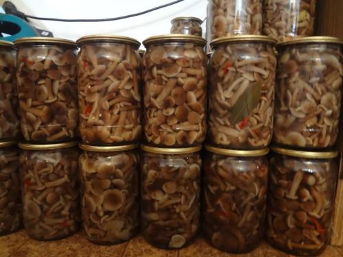 Быстрое маринование опят. Опята маринованные на зиму в домашних условиях: 6 рецептов быстрого приготовления