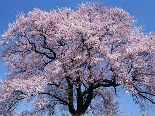 Абрикос Краснощекий обрезка. Описание сорта абрикоса Краснощекий