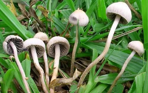 Грибы которые растут во дворе. 