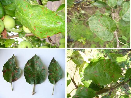 Обработка яблонь после цветения. Когда и чем можно обработать яблони от болезней и вредителей