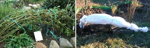 Уход за розами осенью подготовка к зиме в подмосковье. Какими способами можно укрыть розы на зиму