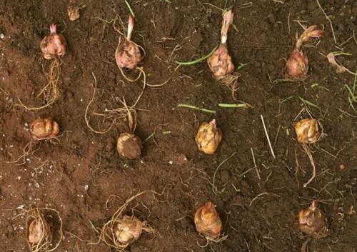 Когда выкапывать лилии. Как пересадить луковицы лилий осенью