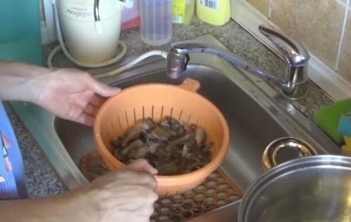 Как мариновать королевские опята. Маринованные опята на зиму — самые вкусные рецепты приготовления