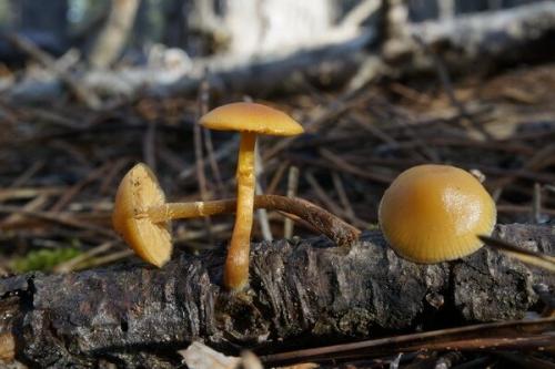 Опята в Крыму. Самые ядовитые грибы Крыма и Севастополя