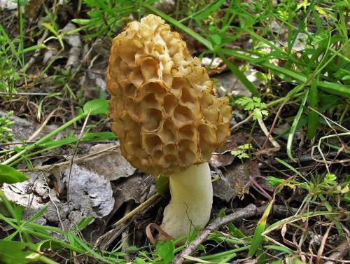 Весенние грибы Крыма. Съедобные грибы Крыма