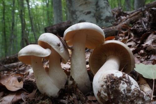 Опята в Крыму. Самые ядовитые грибы Крыма и Севастополя