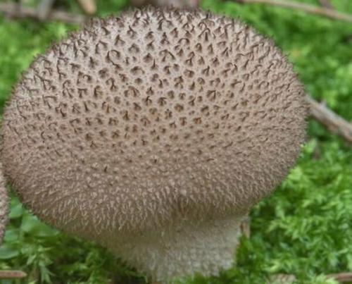 Съедобны ли дождевики грибы. Дождевик съедобный (Lycoperdon perlatum).