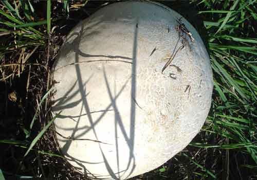 Можно ли есть дождевики грибы. Разнообразие видов 05