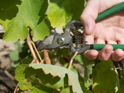 Обрезка винограда на зиму 2 год. Формирование куста молодого винограда