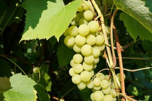 Как приготовить виноградный сок для длительного хранения. Как выбрать виноград для сока