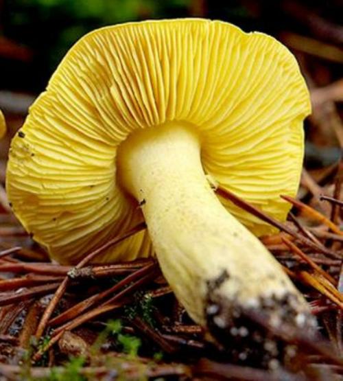 Зеленушка гриб. Зеленушка.