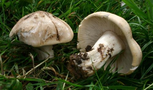 Гриб пластинчатый с коричневой шляпкой и коричневой ножкой. Пластинчатые грибы с пластинками белого и серого цвета