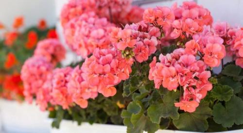 Как правильно черенковать герань осенью. Срок черенкования 04