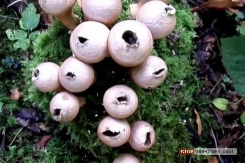 Съедобны ли дождевики грибы. Дождевик съедобный (Lycoperdon perlatum). 04