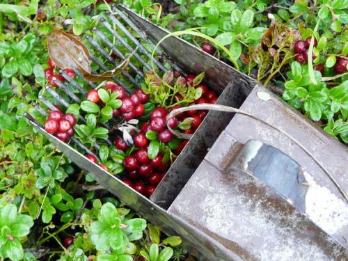 Что растет осенью в лесу. Что собирать в лесу. 9 лучших лесных ягод