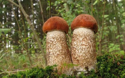 Как растут подосиновики. Как выглядят и где растут грибы подосиновики