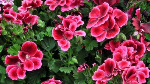 Обрезка герани осенью. Как обрезать герань для пышного цветения?