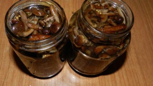 Быстрое маринование опят. Опята маринованные на зиму в домашних условиях: 6 рецептов быстрого приготовления