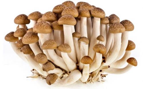 Как варить опята, чтобы не темнели. Как варить опята