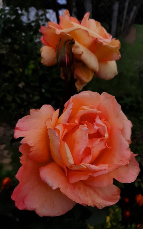 Как укрыть розы на зиму спанбондом. Скоро зима. Кто согреет наши РОЗЫ?