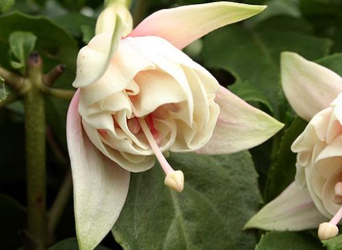 Фуксия зимовка в квартире. Как зимует в квартире? 08