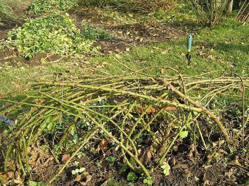 Уход за розами осенью подготовка к зиме в подмосковье. Какими способами можно укрыть розы на зиму