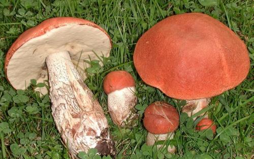 Как растут подосиновики. Как выглядят и где растут грибы подосиновики