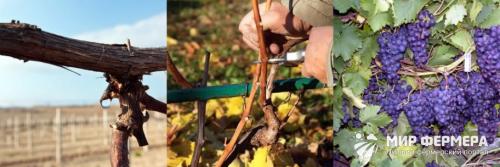 Осенняя обрезка винограда для начинающих. Обрезка винограда осенью для начинающих