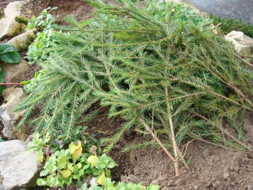 Когда надо накрывать розы на зиму. 5 простых шагов в том, как укрыть розы на зиму.