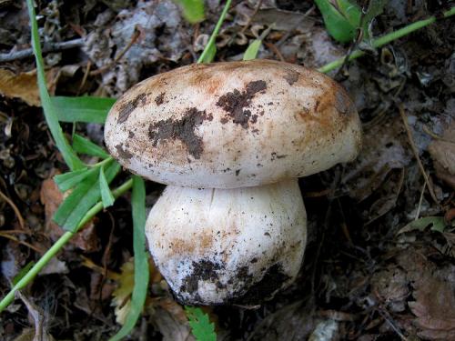 Какие грибы растут под тополями. Где растут подтопольники и когда их можно собирать?