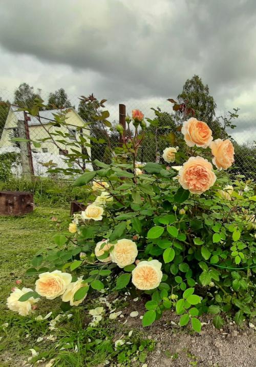 Как укрыть розы на зиму спанбондом. Скоро зима. Кто согреет наши РОЗЫ?