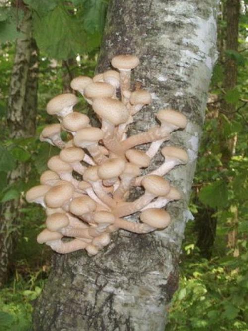 Лесные съедобные грибы растущие на деревьях. Съедобные грибы опята, которые растут на живых деревьях (с фото)