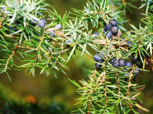 Можжевельник в саду. Ботаническое описание растения, фото