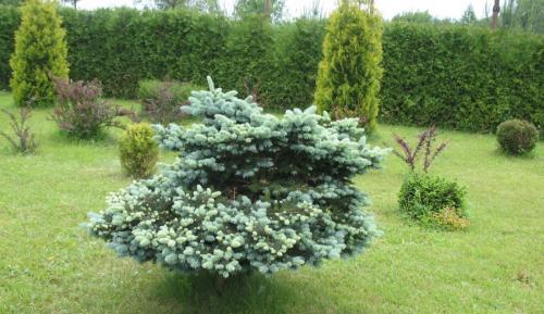 Как красиво посадить можжевельник. Можжевельник: правила посадки, ухода и размножения. 80 фото применения кустарника в дизайне