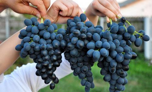 Как приготовить виноградный сок для длительного хранения. Как выбрать виноград для сока
