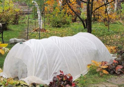 Уход за розами осенью подготовка к зиме в подмосковье. Какими способами можно укрыть розы на зиму