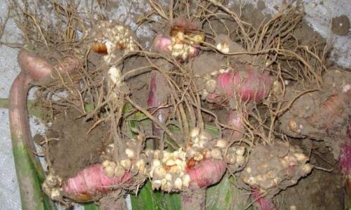 Выкопала гладиолусы, что дальше. Советы опытных садоводов