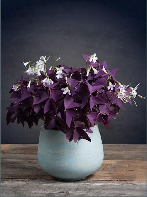 Дерево счастья комнатное растение уход. 10 комнатных растений, притягивающих любовь и благополучие в семье