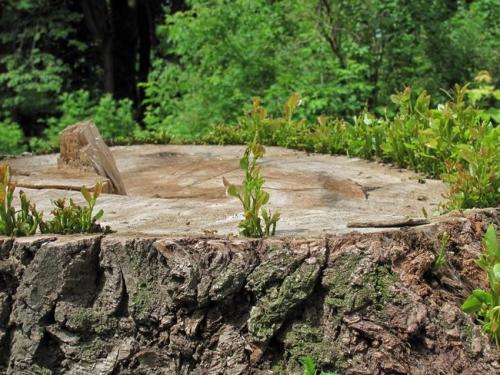 Обрезка калины на пень. Что дает обрезка растений на пень и как ее сделать | Дача – впрок